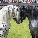 Hochalmbahnen 15w1, Birke, Nahe Gondel, Hunde Willkommen * Rauris