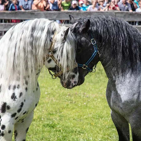 Hochalmbahnen 15w1, Birke, Nahe Gondel, Hunde Willkommen * Rauris